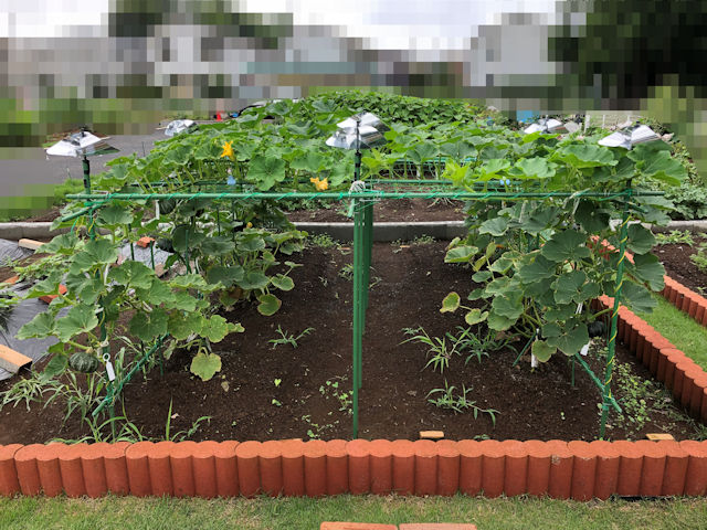 空中栽培 ミニカボチャのツルが伸びています さとっちゃん 家庭菜園 ガーデニング