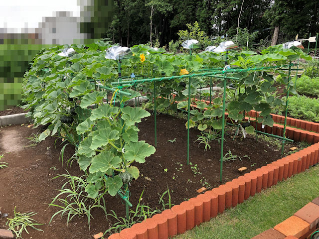 ミニカボチャの空中栽培棚 設計製作 さとっちゃん菜園 ガーデニング