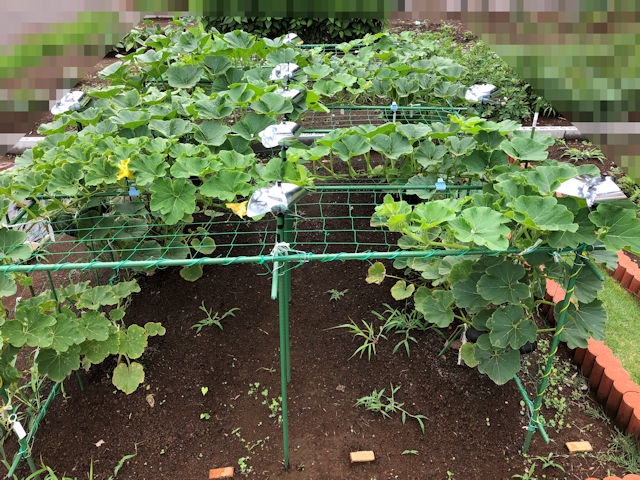 の 方法 かぼちゃ 栽培 小さいうちの芽かきが必須 カボチャ｜特集｜読みもの｜サカタのタネ