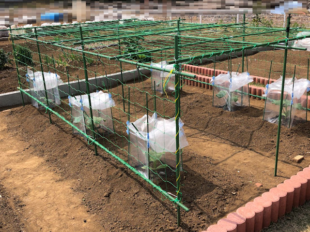 空飛ぶミニカボチャ　空中栽培