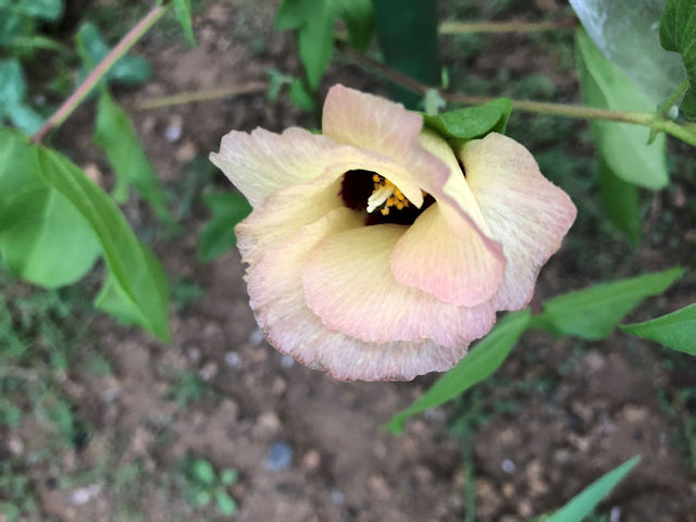 和綿大島在来種の花