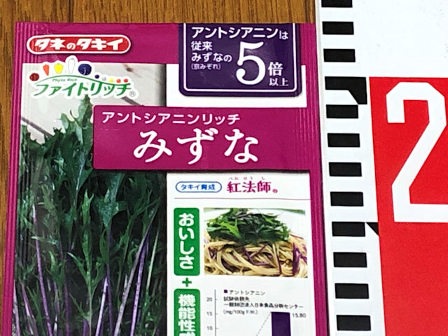 紫色水菜の紅法師