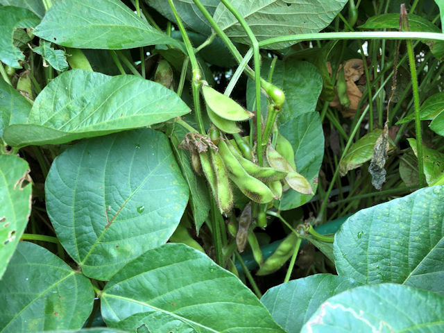 黒豆栽培　サヤ