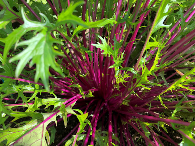 紫色の水菜の紅法師