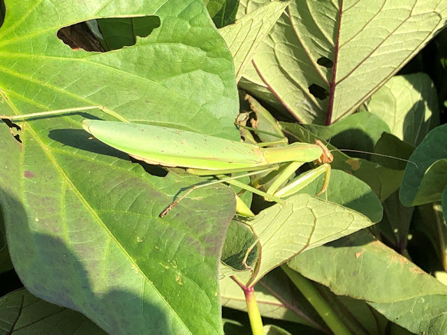 サツマイモの葉にいるカマキリ