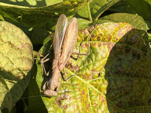 黒豆の葉にいるカマキリ