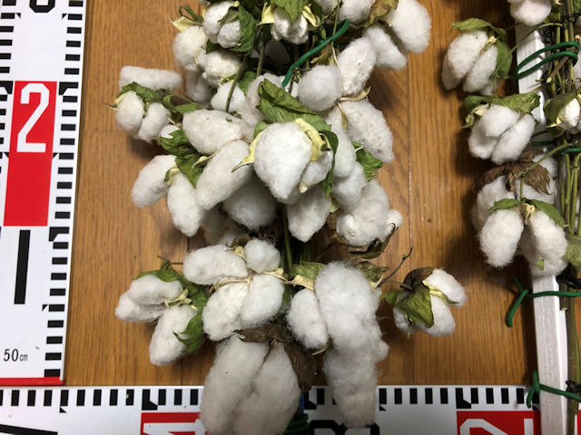大島在来種和綿栽培のコットンボール収穫