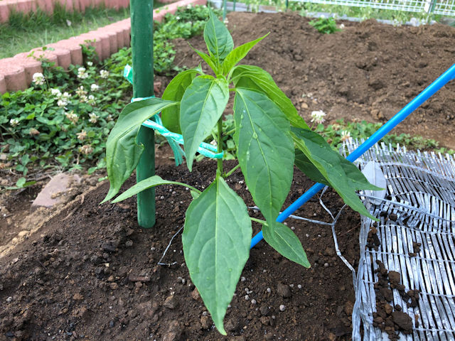 ひもとうがらし種まき・育苗・定植