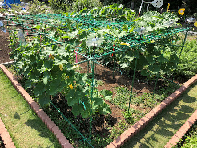 空飛ぶミニカボチャ　空中栽培