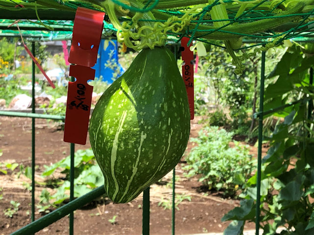 空飛ぶミニカボチャ　空中栽培　ロロン