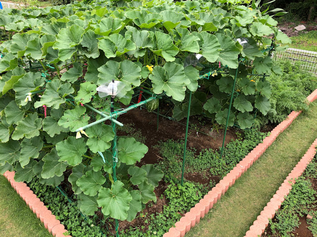 空飛ぶミニカボチャ　空中栽培