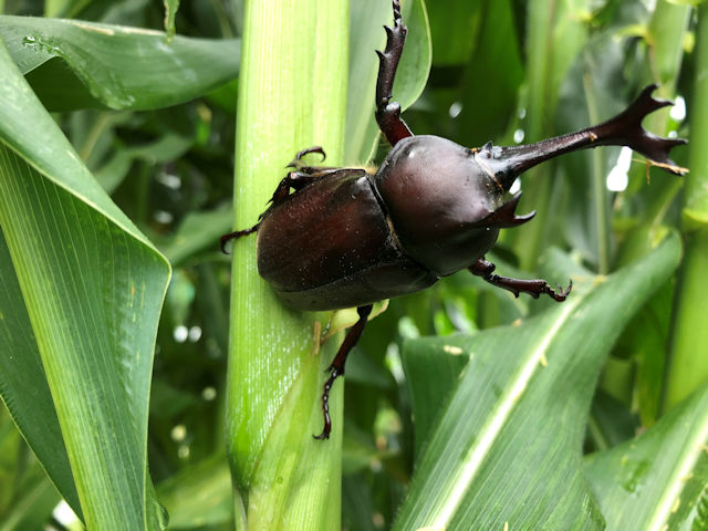 菜園のカブトムシ