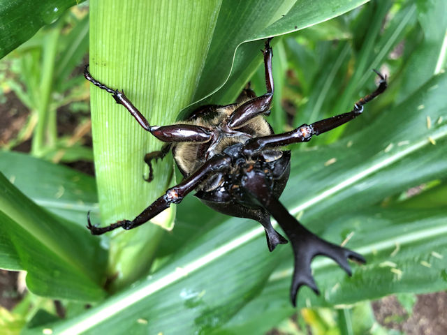 菜園のカブトムシ