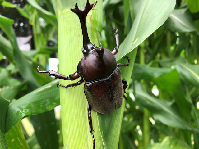 菜園のカブトムシ