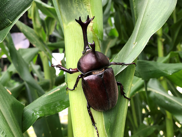 菜園のカブトムシ