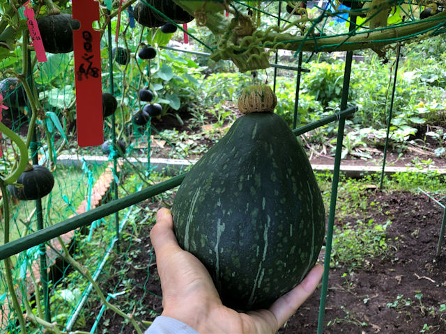 空飛ぶミニカボチャ　空中栽培　ロロン収穫