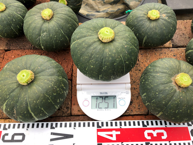 空飛ぶミニカボチャ　空中栽培　ほっこり姫収穫