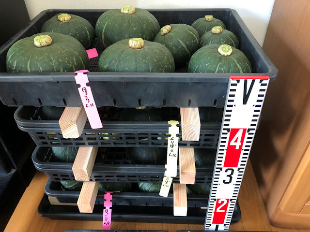 空飛ぶミニカボチャ　空中栽培　ほっこり姫収穫