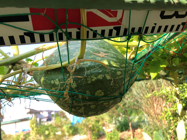 空飛ぶミニカボチャ　空中栽培　ロロン