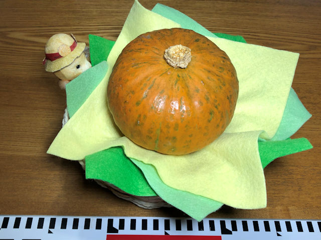 ミニカボチャ空中栽培　熟成ほっこり姫 ハロウィン