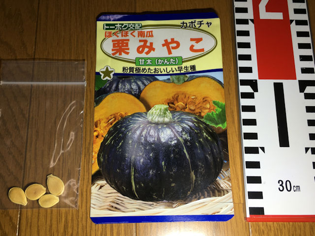 空飛ぶミニカボチャ　空中栽培　栗みやこ