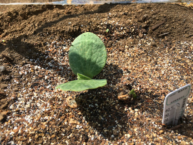 空飛ぶミニカボチャ　空中栽培　栗えびす