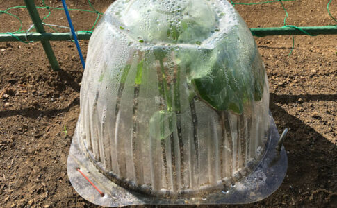 空飛ぶミニカボチャ　空中栽培　黒皮ほくほく