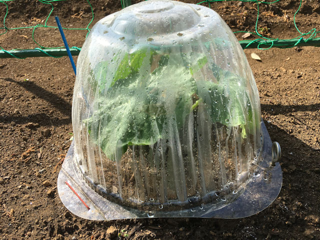 空飛ぶミニカボチャ　空中栽培　栗えびす