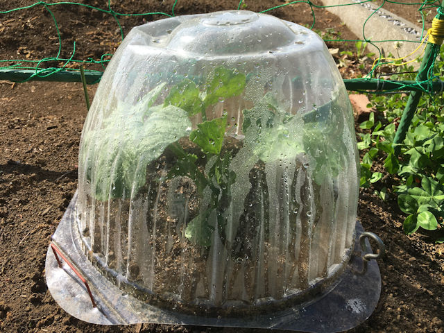 空飛ぶミニカボチャ　空中栽培　栗みやこ