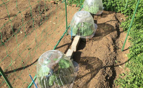 空飛ぶミニカボチャ　空中栽培　苗ドームの蒸れ対策