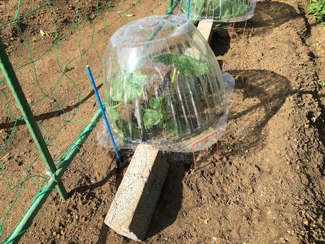 空飛ぶミニカボチャ　空中栽培　苗ドームの蒸れ対策