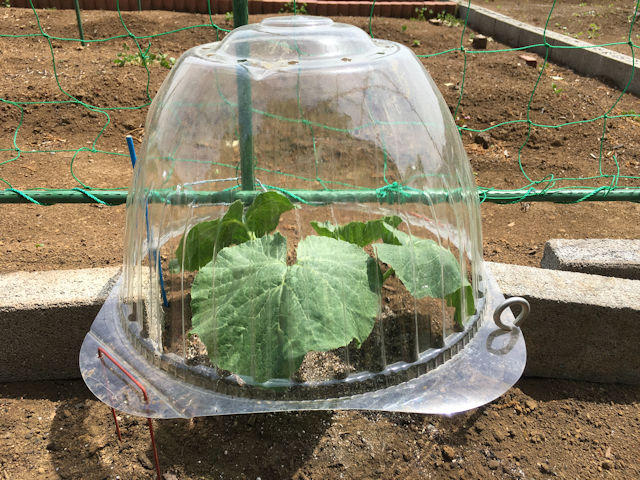 空飛ぶミニカボチャ　空中栽培　苗ドームの蒸れ対策