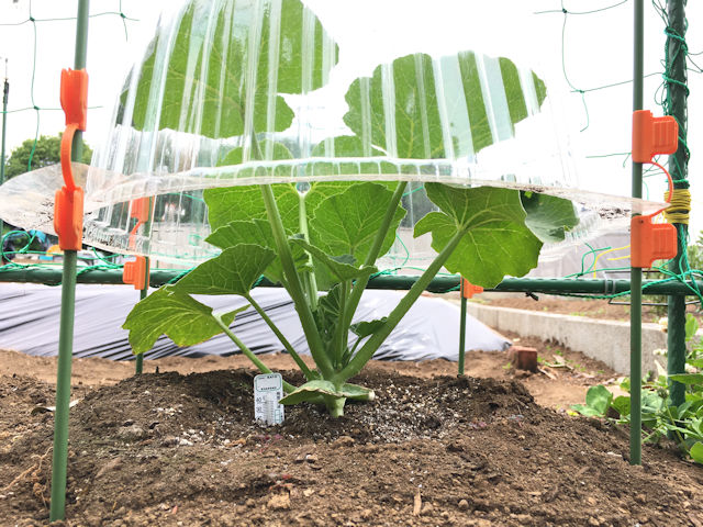 空飛ぶミニカボチャ　空中栽培　苗ドーム　栗みやこ