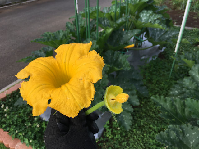 ズッキーニ立体栽培　カボチャの花で人工受粉