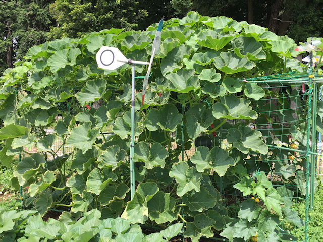 空飛ぶミニカボチャ　空中栽培　プッチィーニ・黒皮ほくほく・栗えびす・栗みやこ