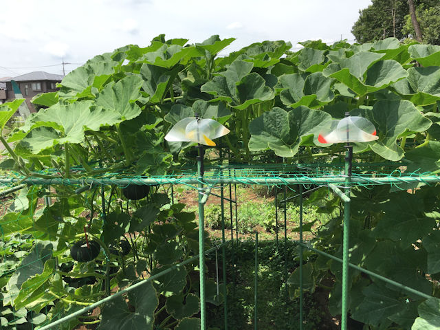 空飛ぶミニカボチャ　空中栽培　プッチィーニ・黒皮ほくほく・栗えびす・栗みやこ