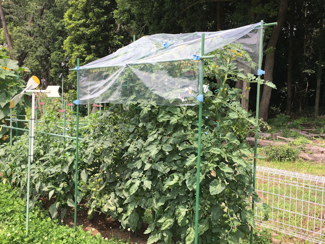 daim 雨よけ 虫よけ ミニ 菜園 ハウス トマト 支柱 屋根 虫よけ トマト栽培 防虫ネット 園芸用品 園芸 ガーデニング トマトの雨よ 