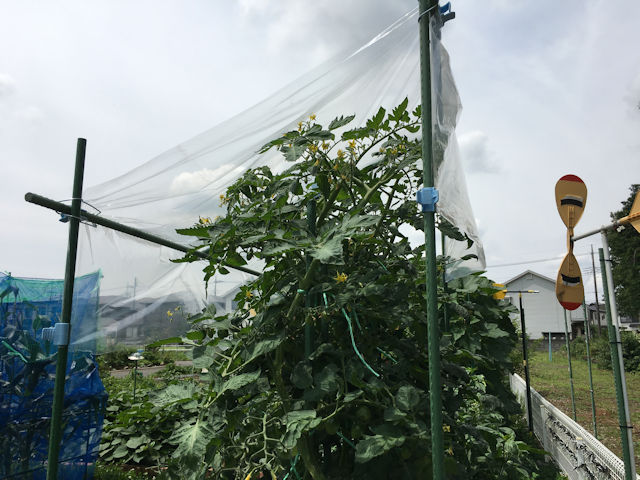 ミニトマト雨よけ自作