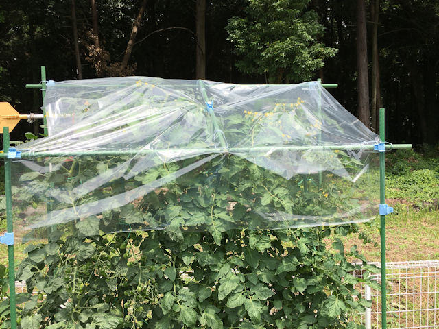 ミニトマトの雨よけ屋根は自作できます さとっちゃん菜園とガーデニング