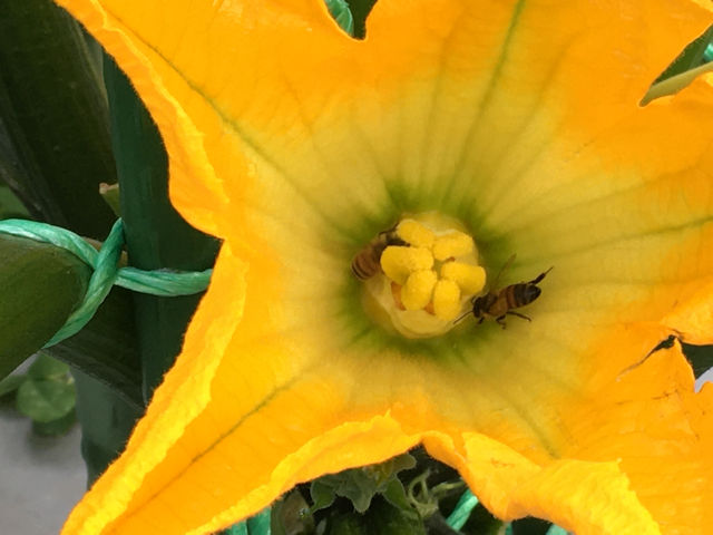 さとっちゃん菜園の生き物　ミツバチ