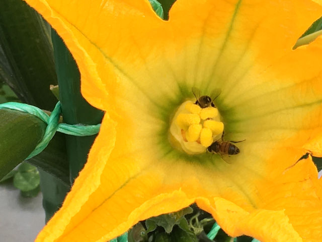 さとっちゃん菜園の生き物　ミツバチ