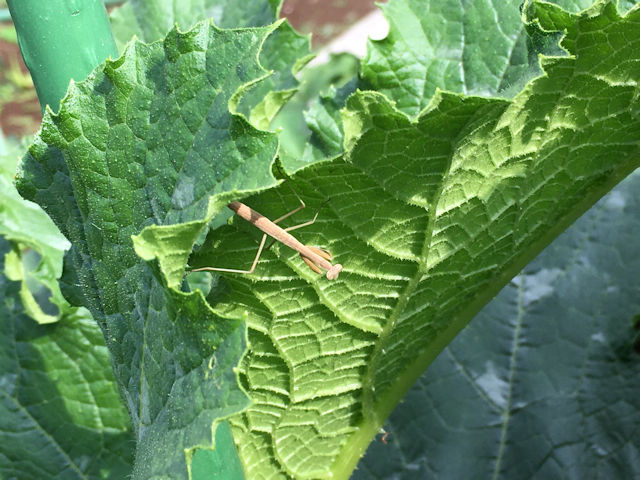 さとっちゃん菜園の生き物　カマキリ