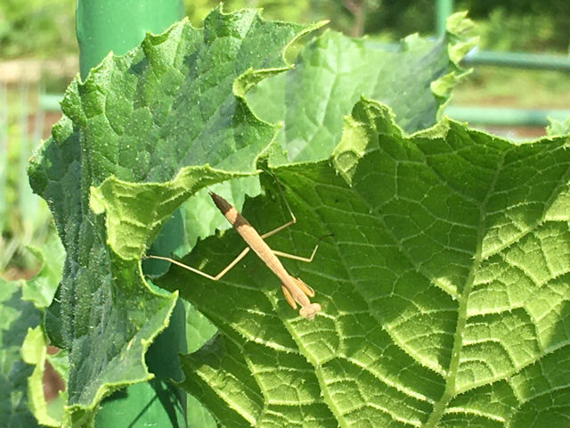 さとっちゃん菜園の生き物　カマキリ