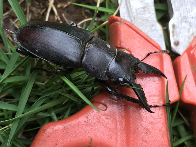 さとっちゃん菜園の生き物　クワガタムシ