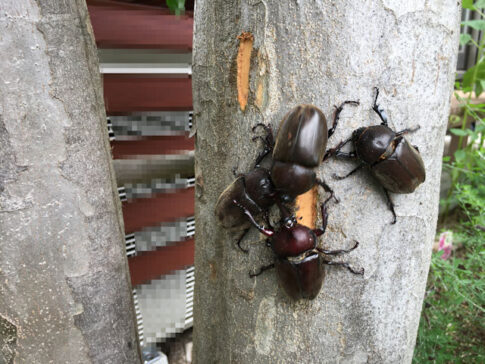 シマトネリコに集まったカブトムシ