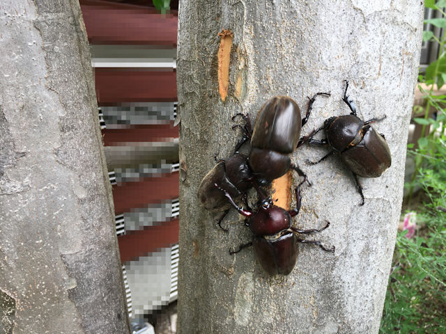 シマトネリコに集まったカブトムシ