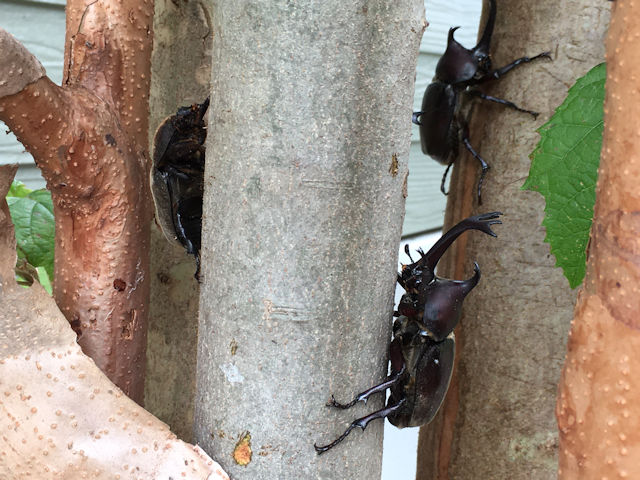 シマトネリコに集まったカブトムシ