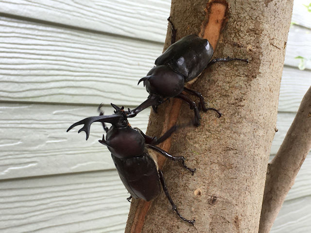 シマトネリコに集まったカブトムシ