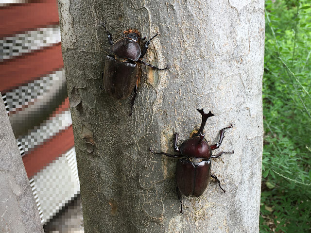 シマトネリコに集まったカブトムシ
