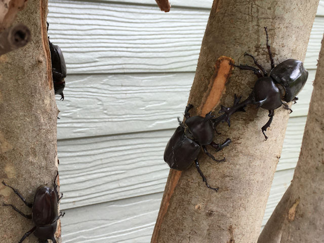 シマトネリコに集まったカブトムシ